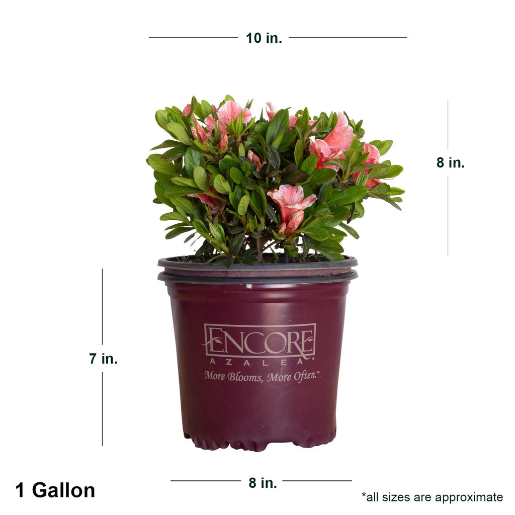 Pink and White Flowering Shrub Q528523