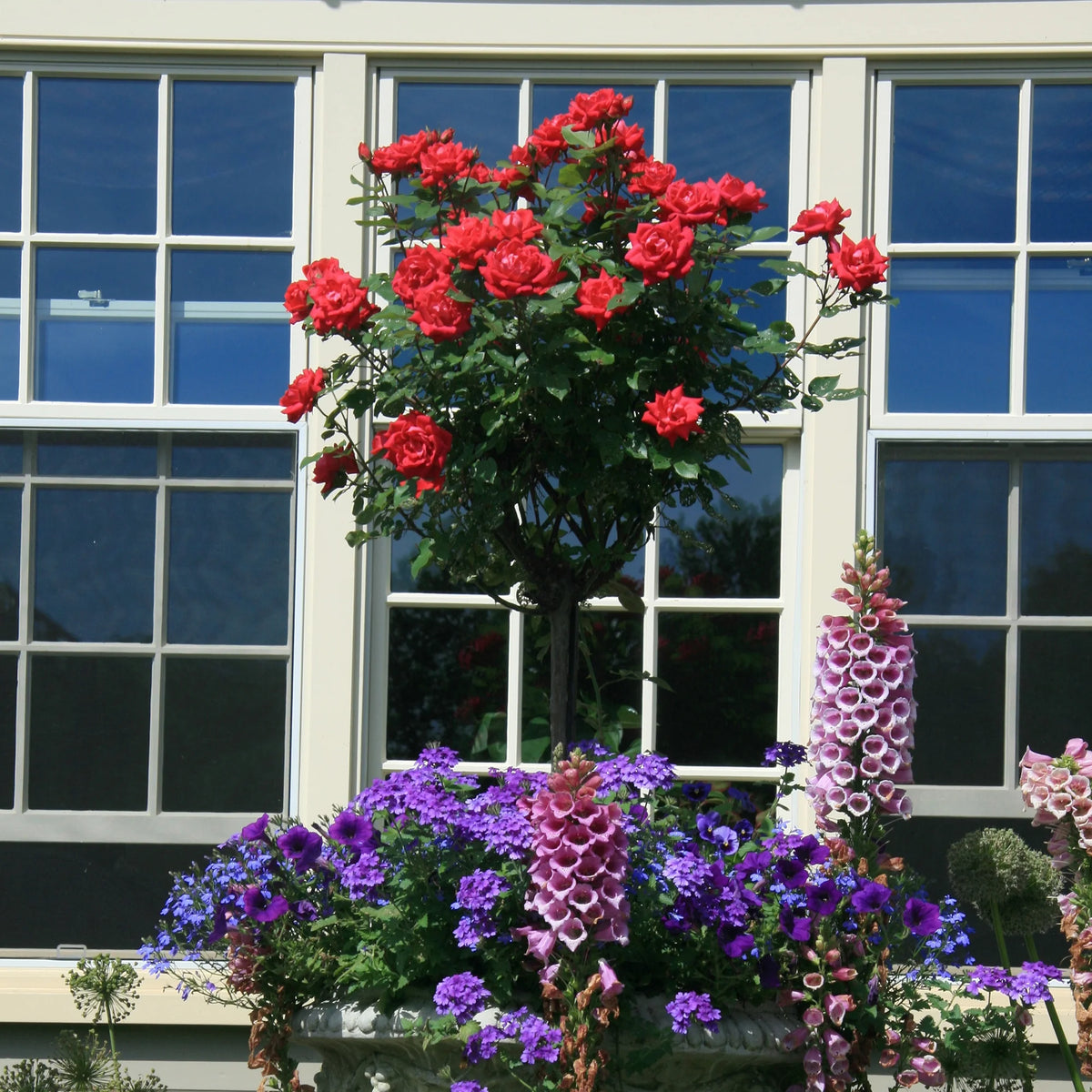Rose Plant with Cherry Red Blooms 3 Gallon R64218