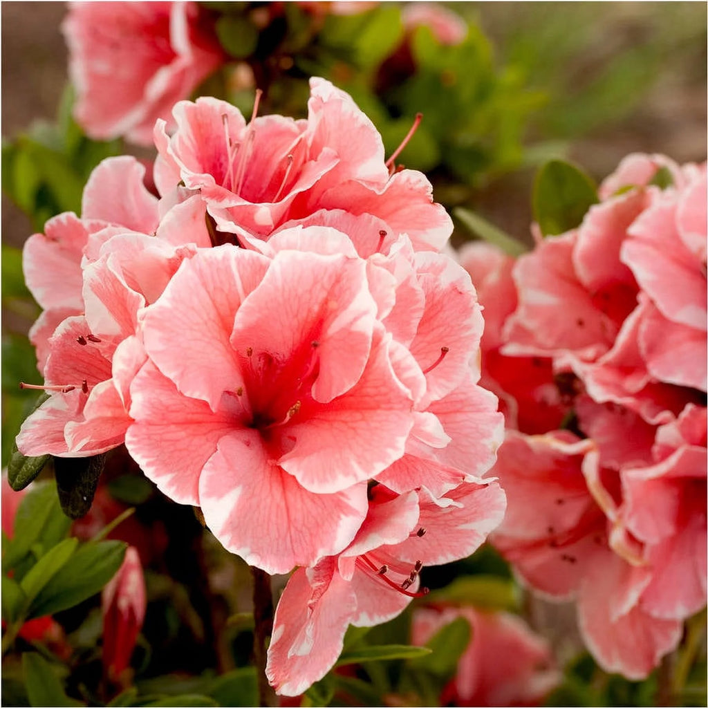 Pink and White Flowering Shrub Q528523