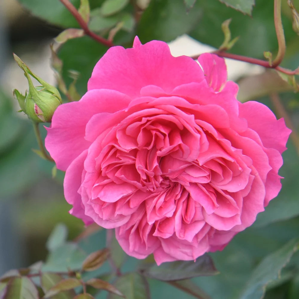 Pink Rose Plant D83044