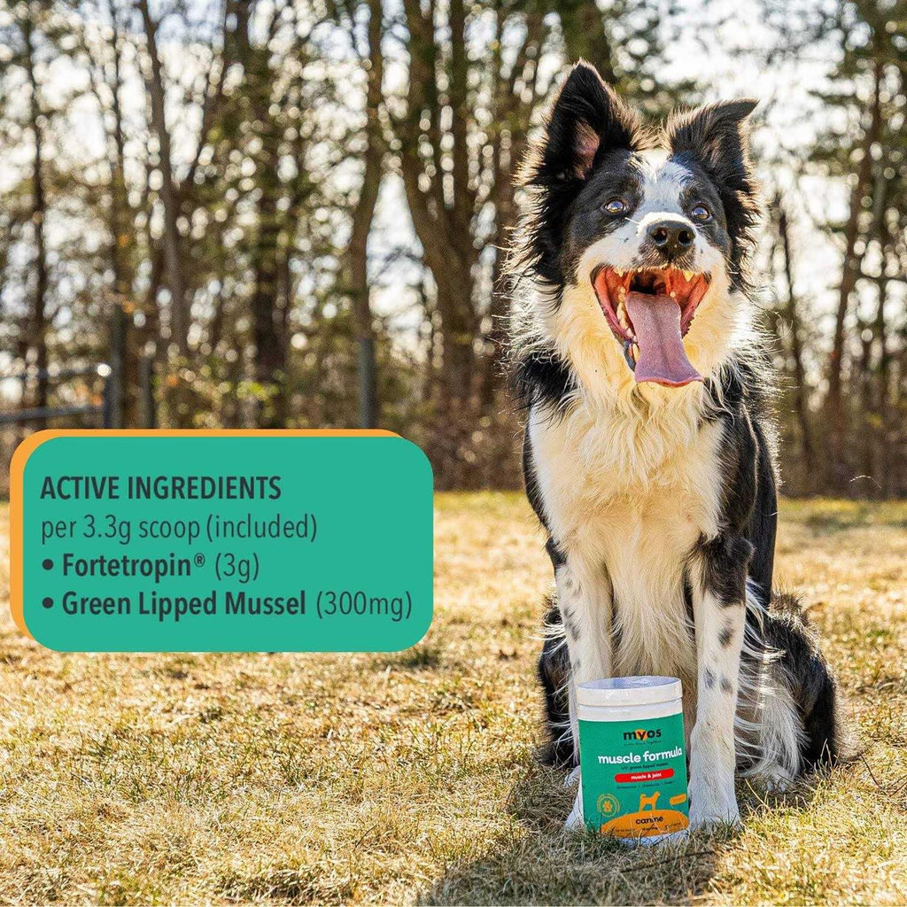 Canine Muscle & Joint Formula with Green Lipped Mussel Powder Dog Supplement B651