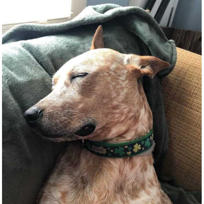 Dog Collar X952242