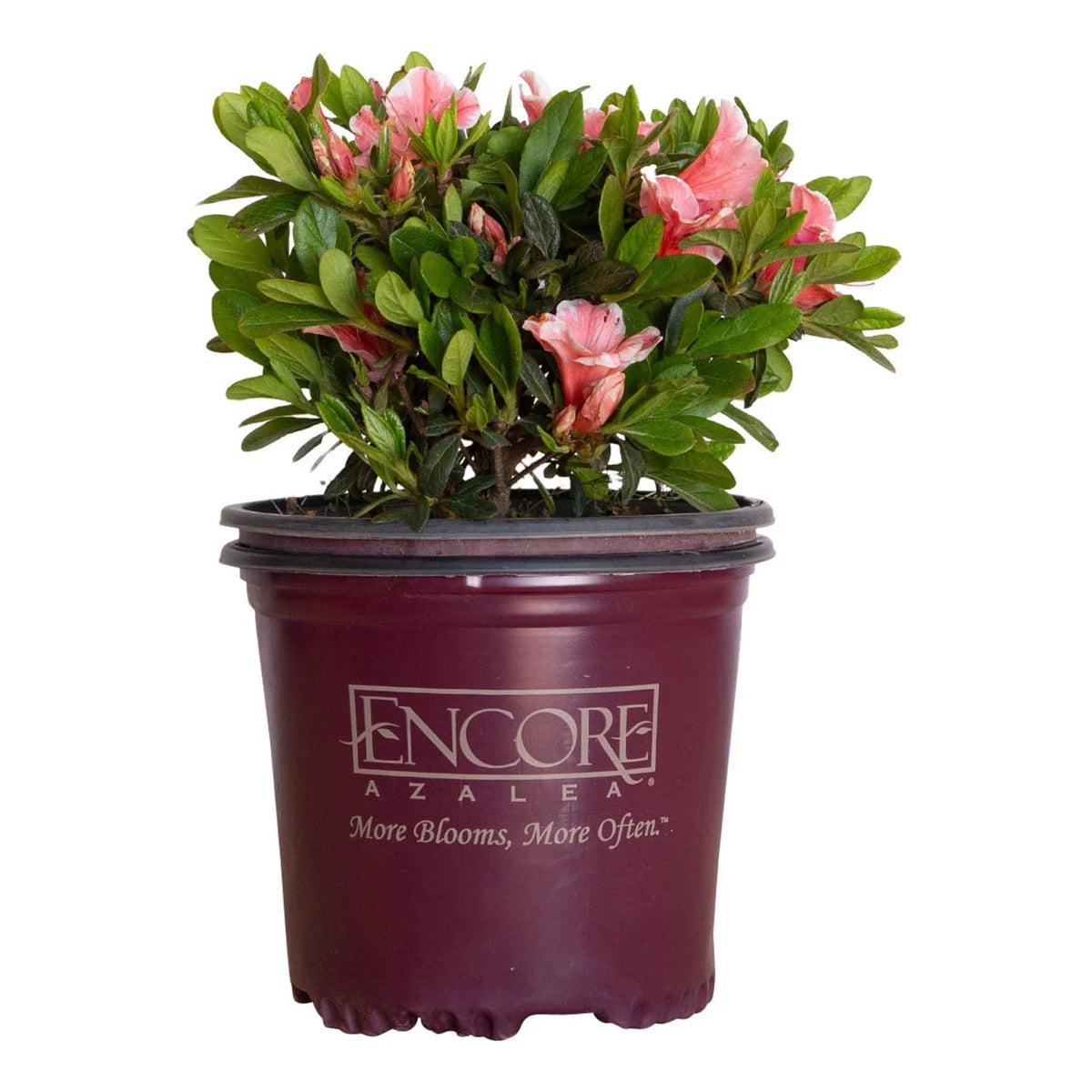 Pink and White Flowering Shrub Q528523