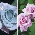 Blue Hybrid Tea Rose Bare Root Y579113