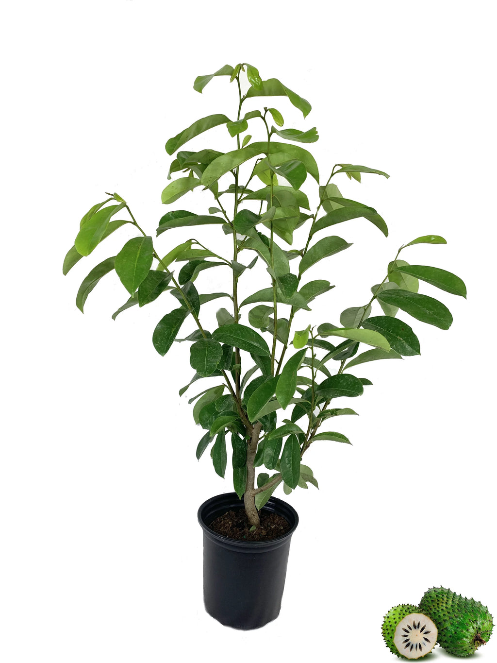 Live Tree in a 1 Gallon Pot 1-2 Feet Tall Tropical Edible Fruit Bearing Tree A1517