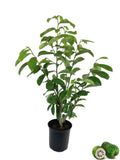 Live Tree in a 1 Gallon Pot 1-2 Feet Tall Tropical Edible Fruit Bearing Tree A1517