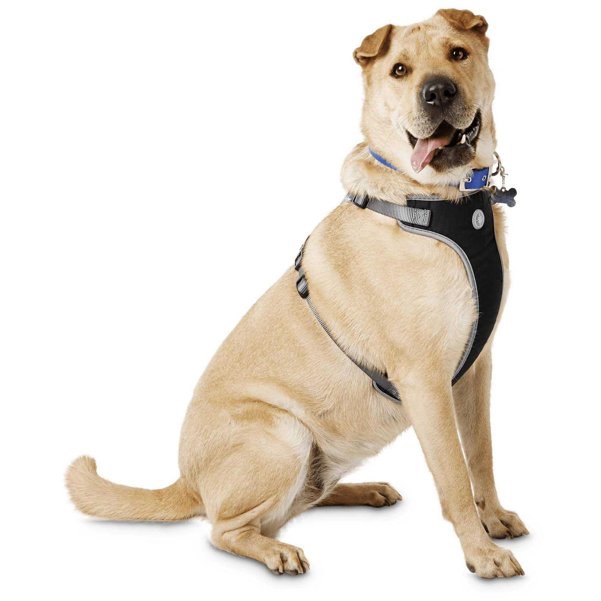 Black Dog Harness A1289