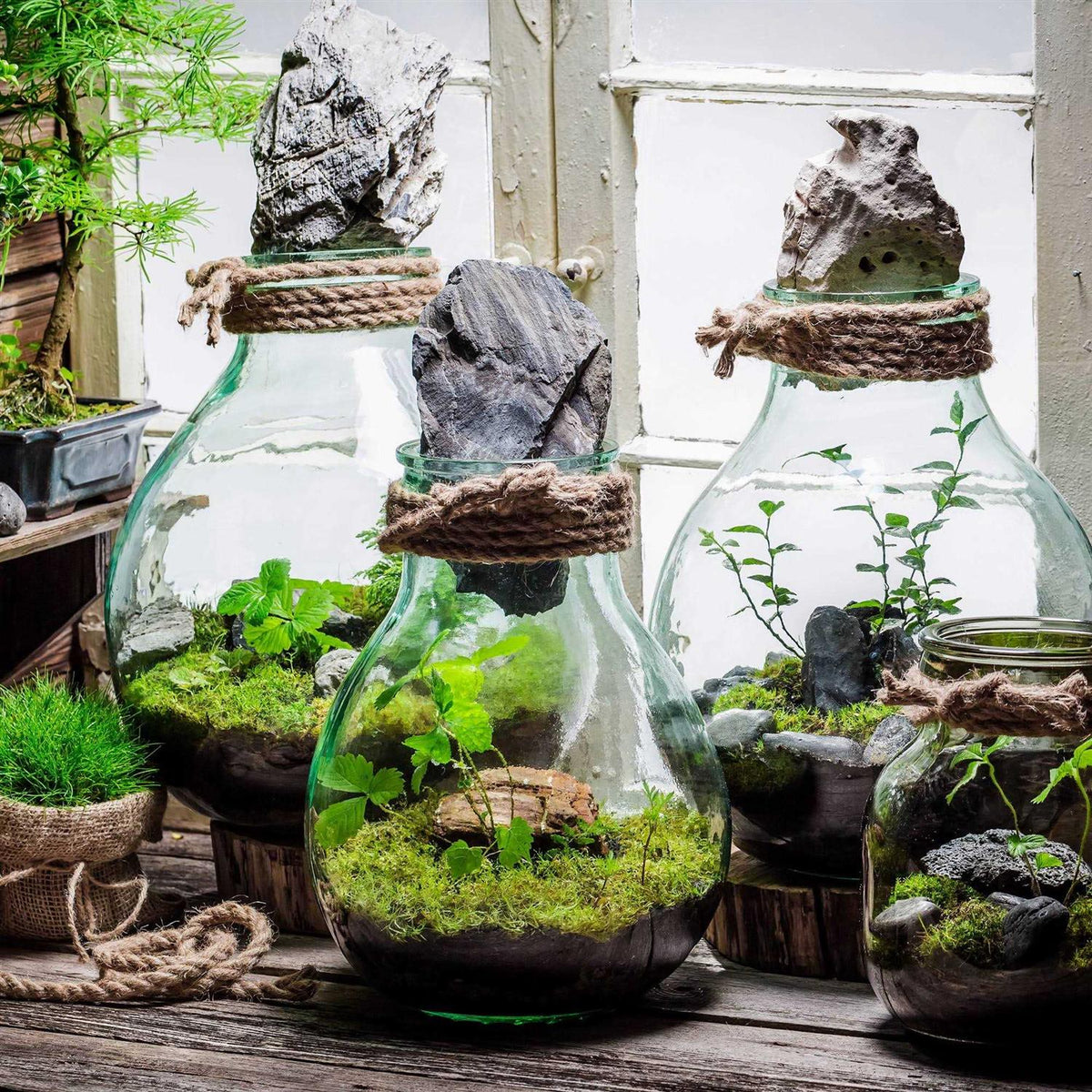 Terrarium Potting Soil Mix with Charcoal I445656