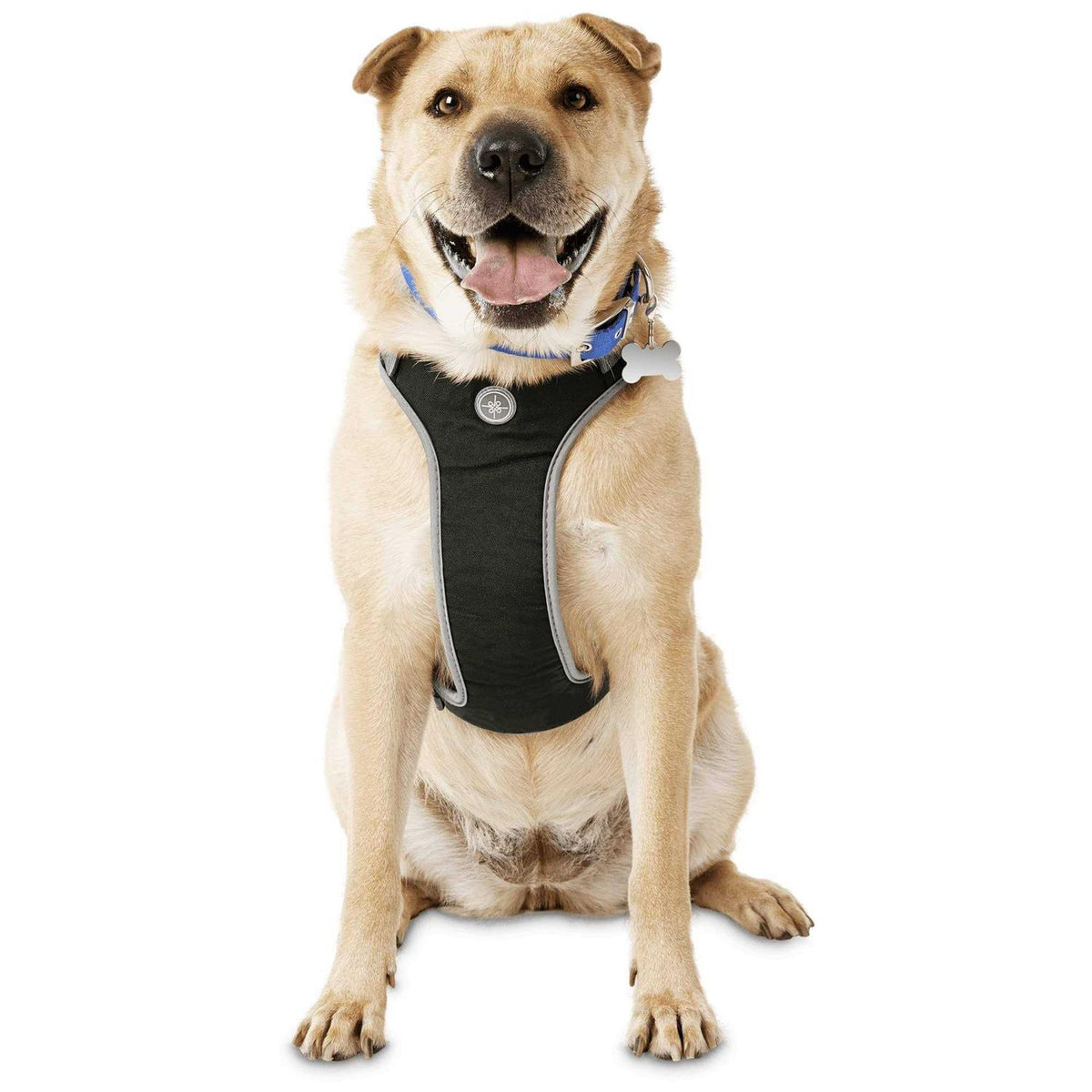 Black Dog Harness A1289