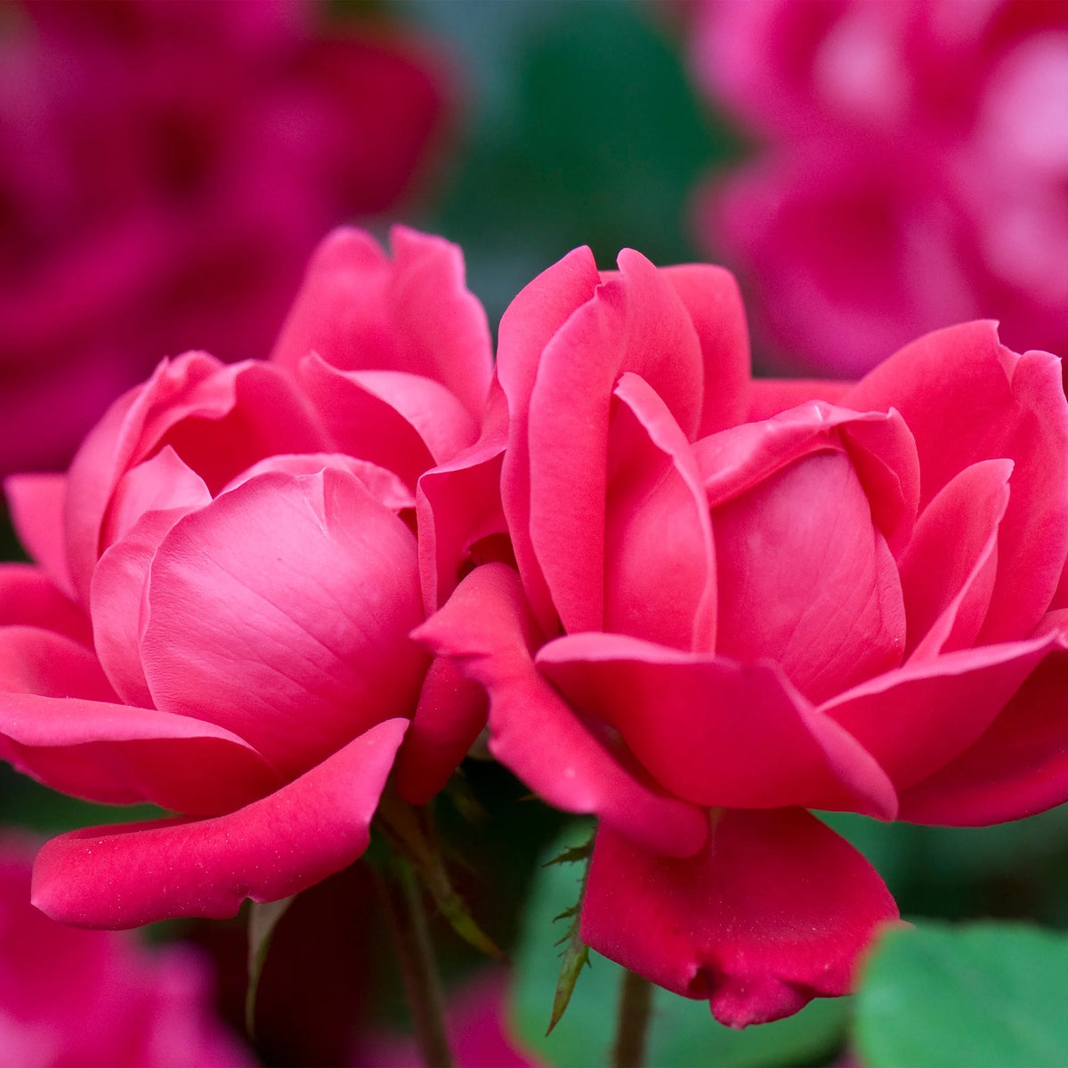 Rose Plant with Cherry Red Blooms 3 Gallon R64218