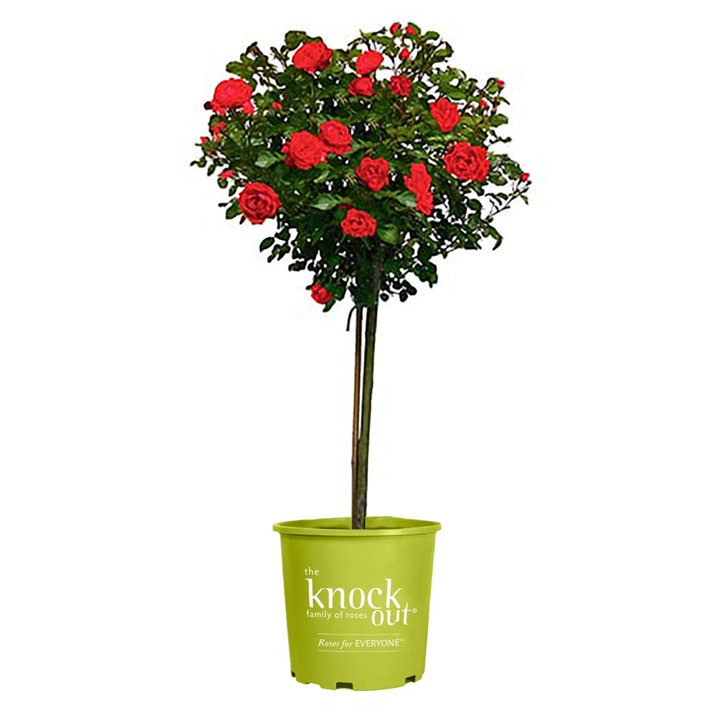 Rose Plant with Cherry Red Blooms 3 Gallon R64218