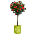 Rose Plant with Cherry Red Blooms 3 Gallon R64218