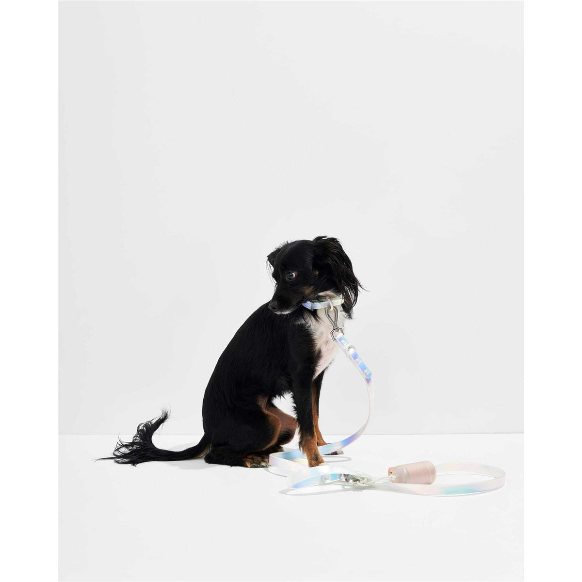 Dog Leash D891