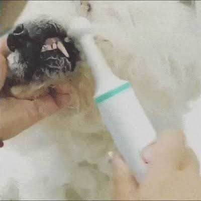 Electric Toothbrush for Dogs with Brush Heads T64988