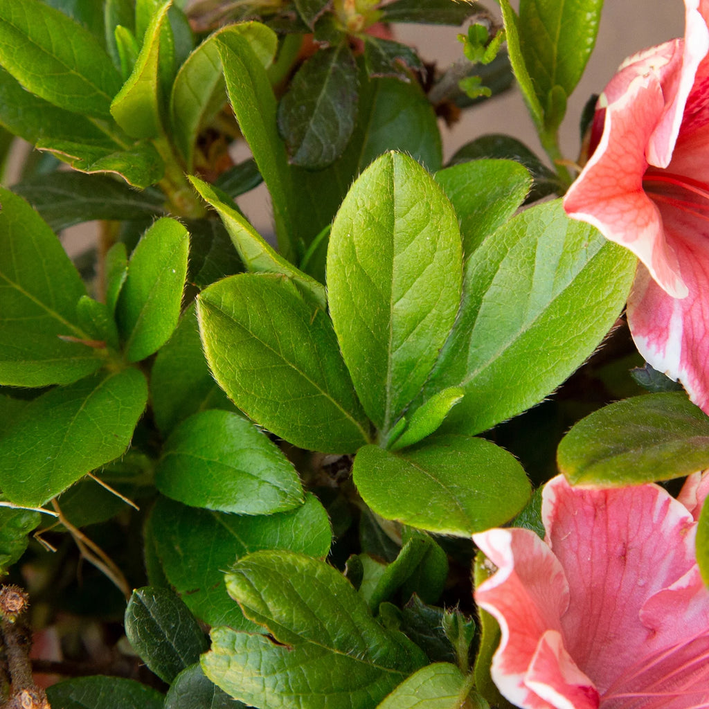 Pink and White Flowering Shrub Q528523