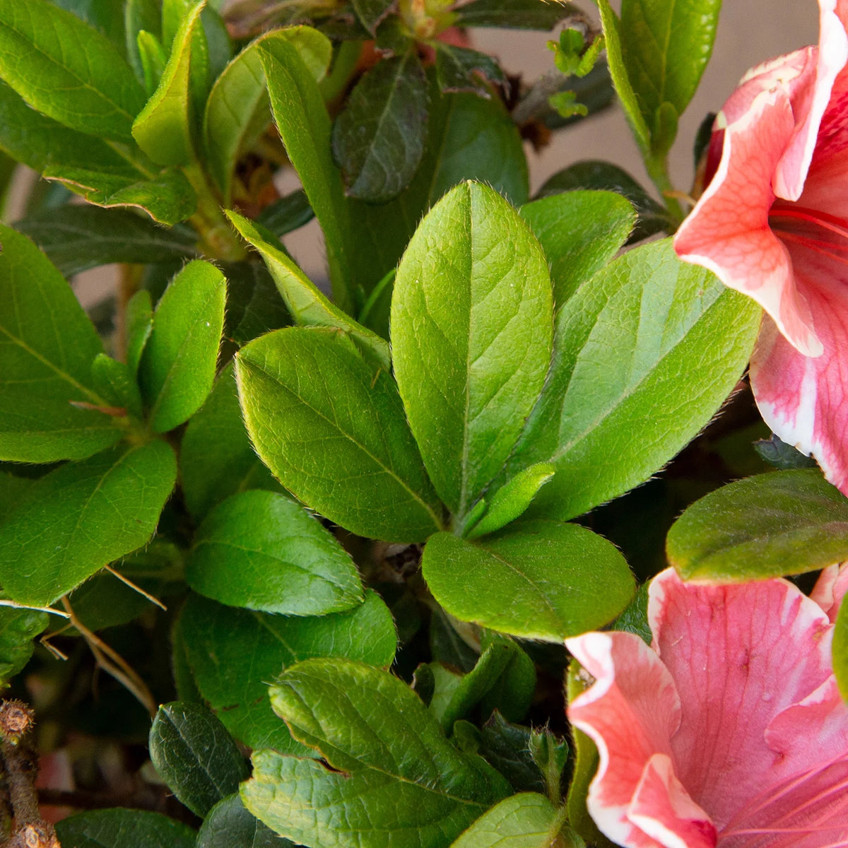 Pink and White Flowering Shrub Q528523