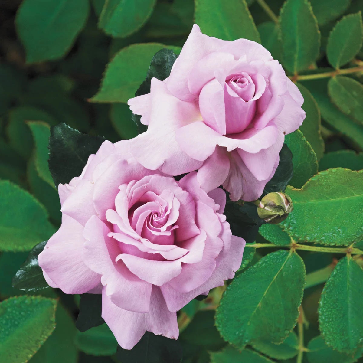Blue Hybrid Tea Rose Bare Root Y579113