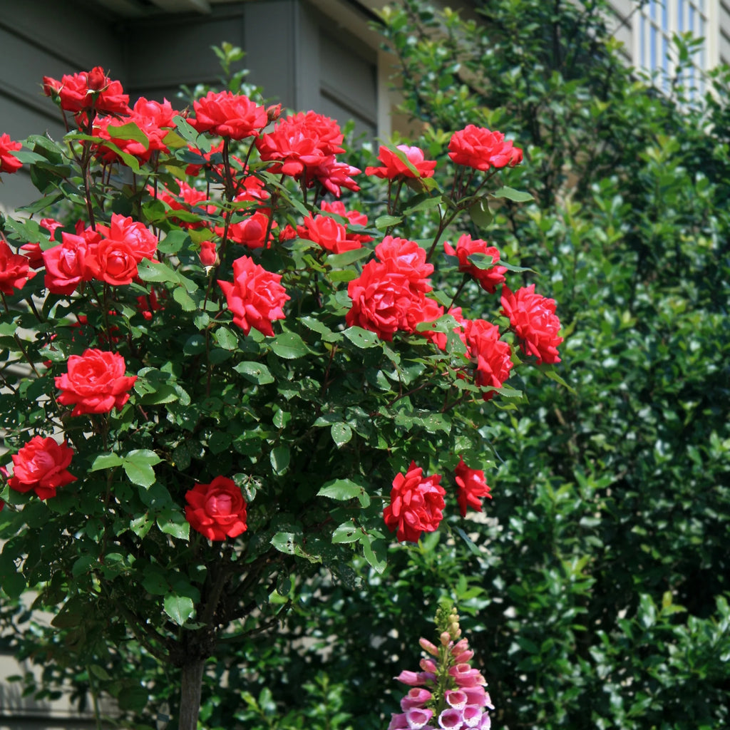 Rose Plant with Cherry Red Blooms 3 Gallon R64218