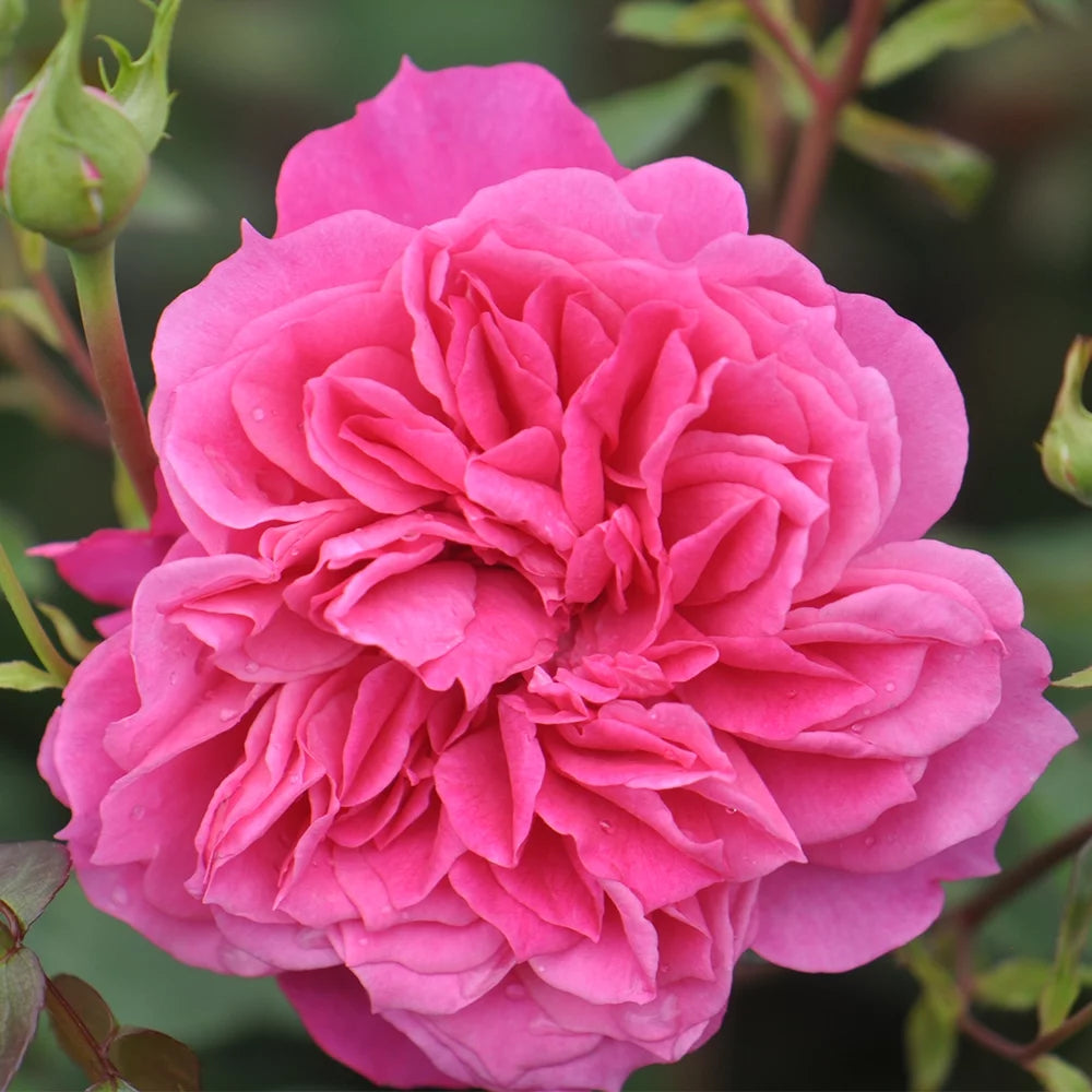 Pink Rose Plant D83044