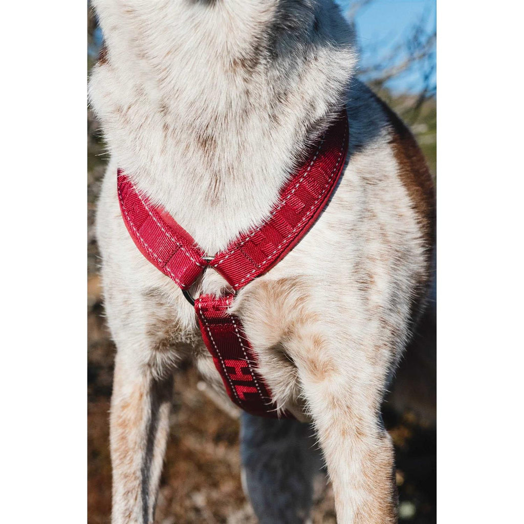 Padded Dog Y Harness N8632