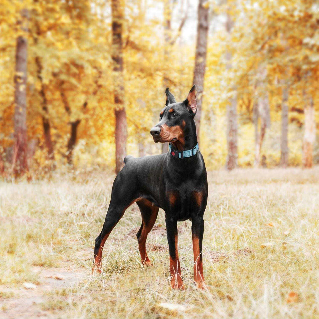2 Packs Martingale Dog Collar with Quick Release Buckle Reflective Dog Training Collars F23797