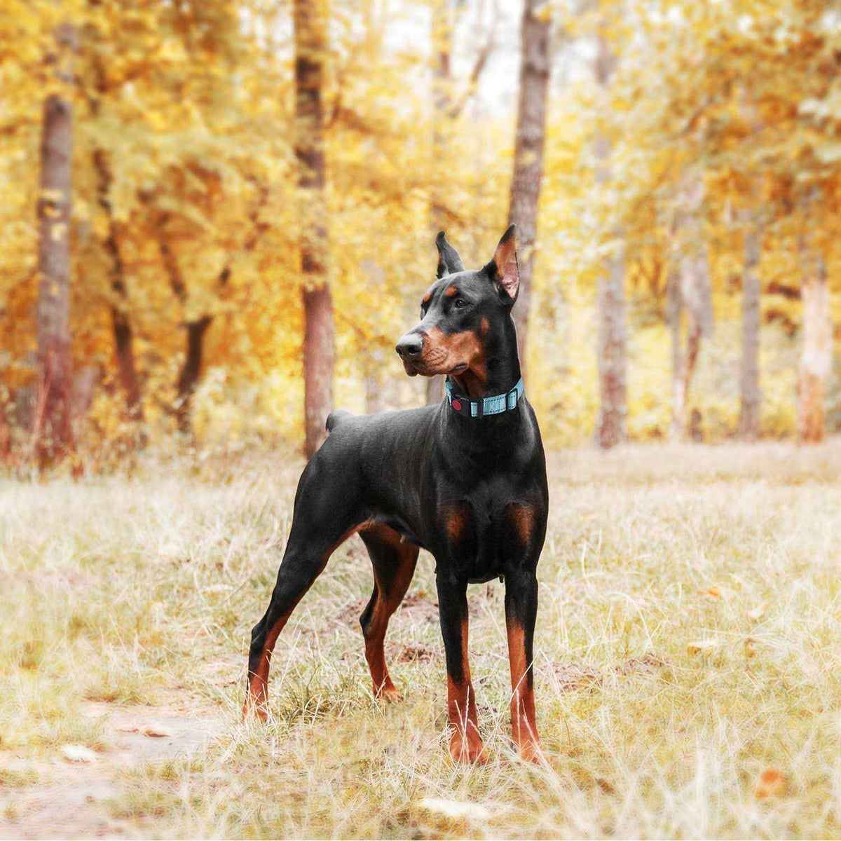 2 Packs Martingale Dog Collar with Quick Release Buckle Reflective Dog Training Collars F23797