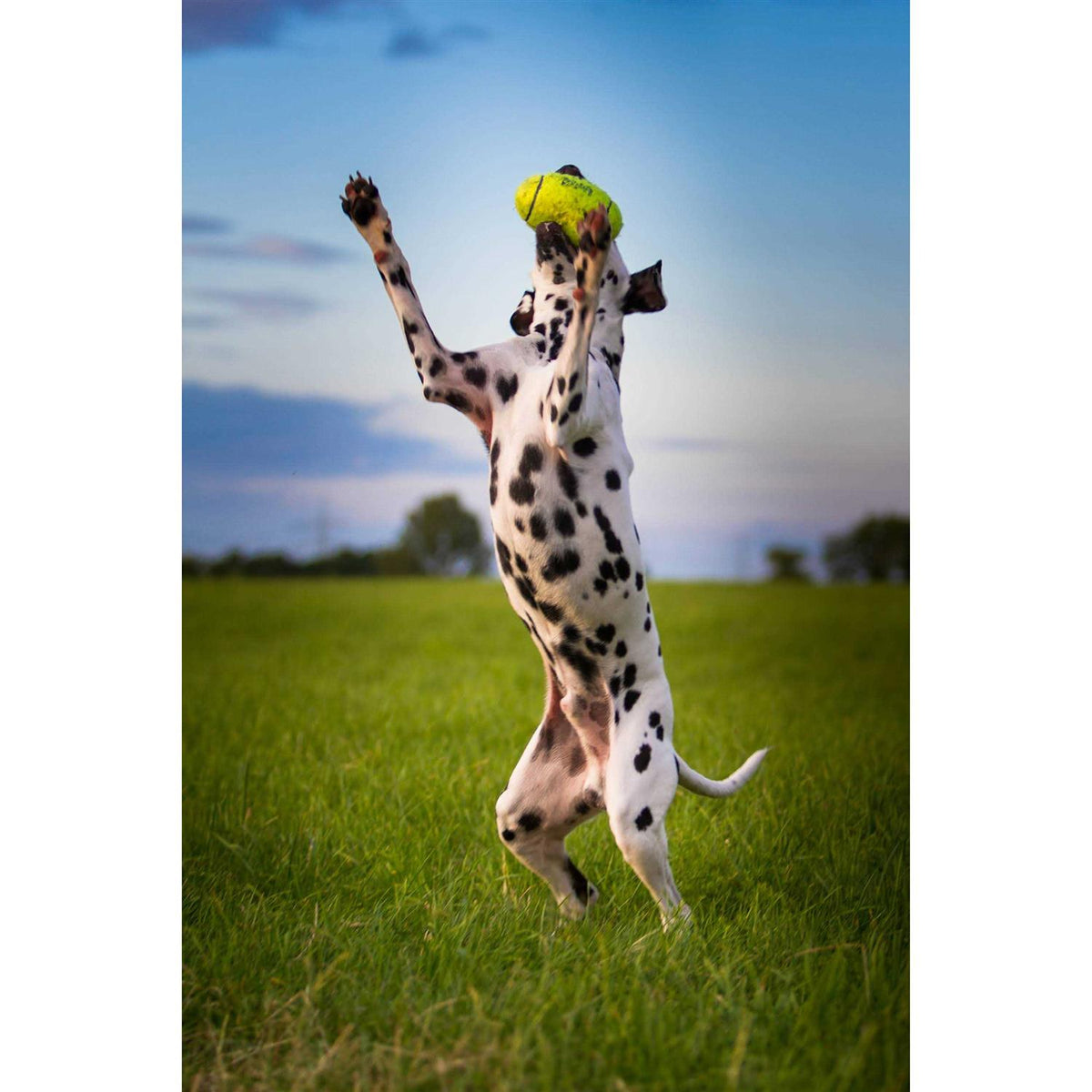 Squeaker Football M372