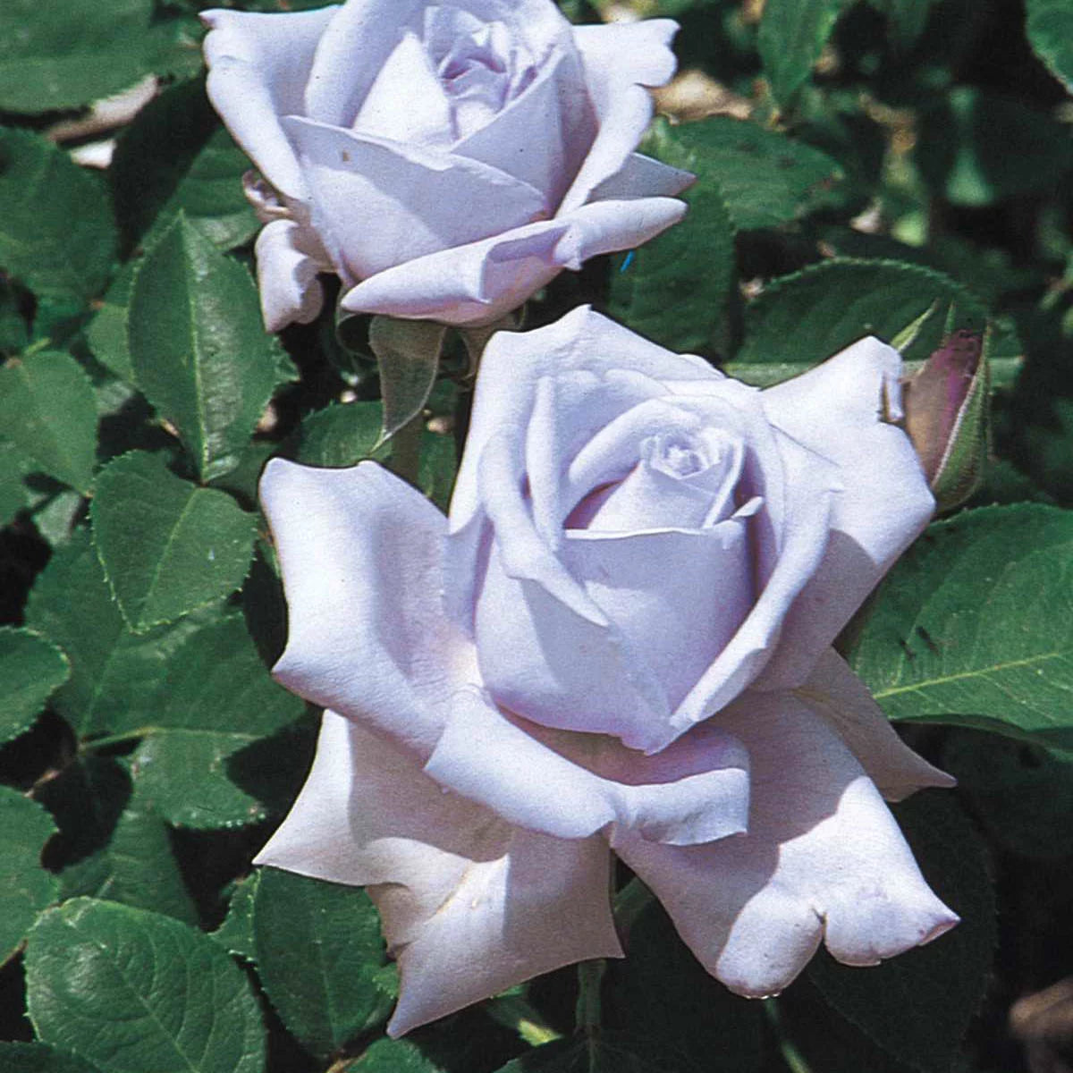 Blue Hybrid Tea Rose Bare Root Y579113