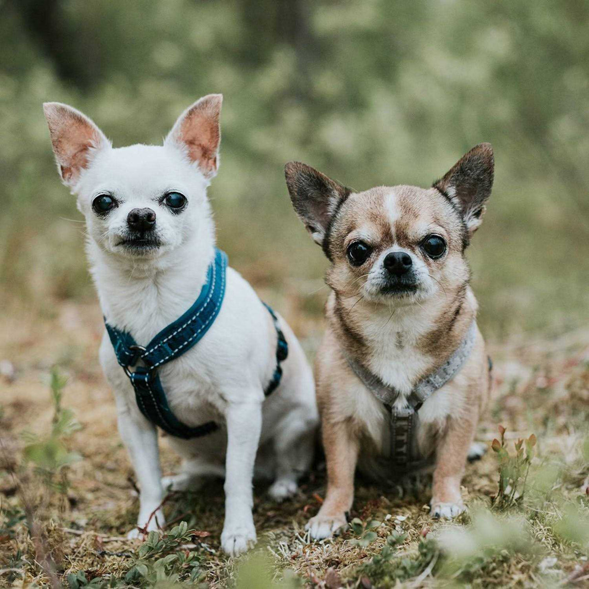 Padded Dog Y Harness N8632