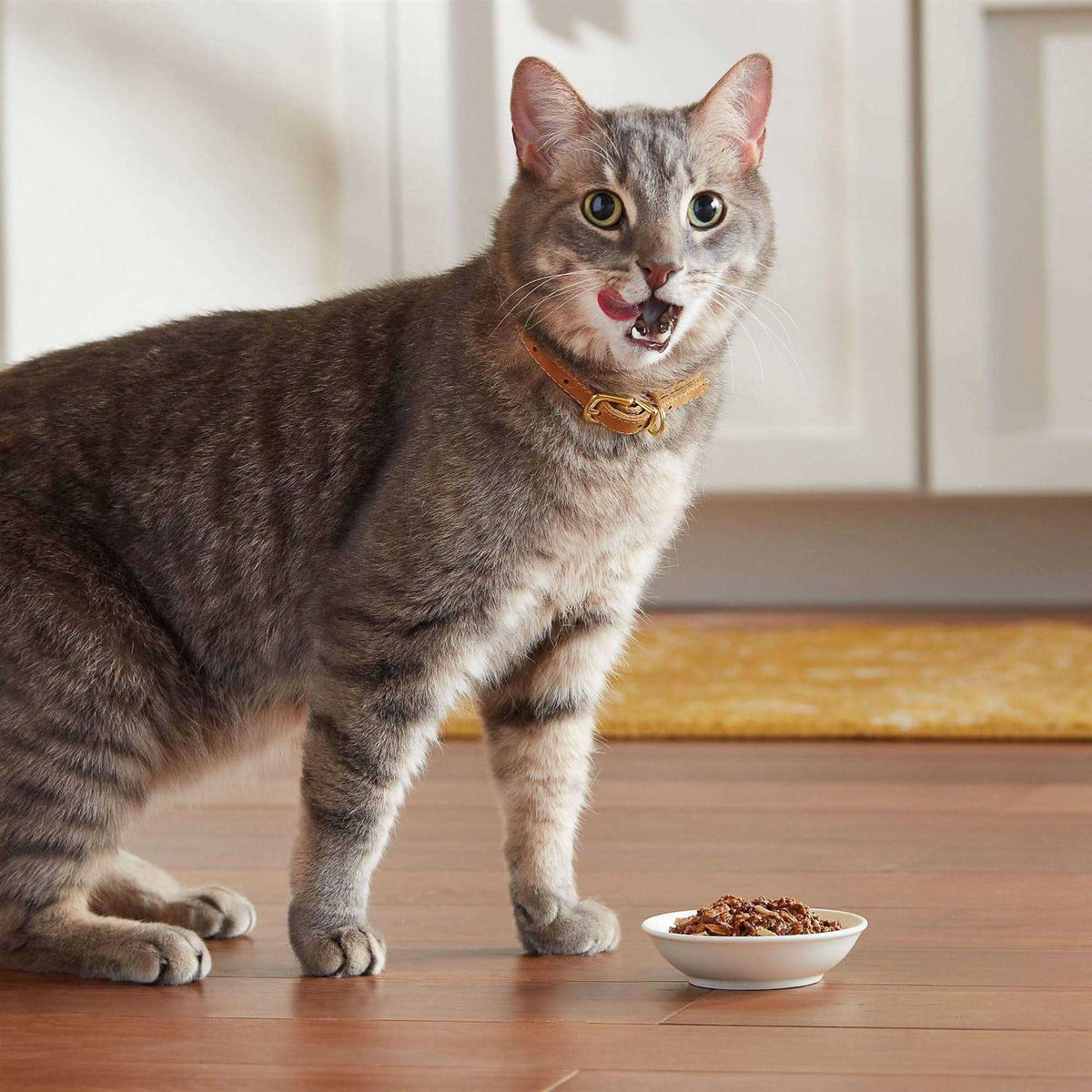 Wet Cat Food Y154
