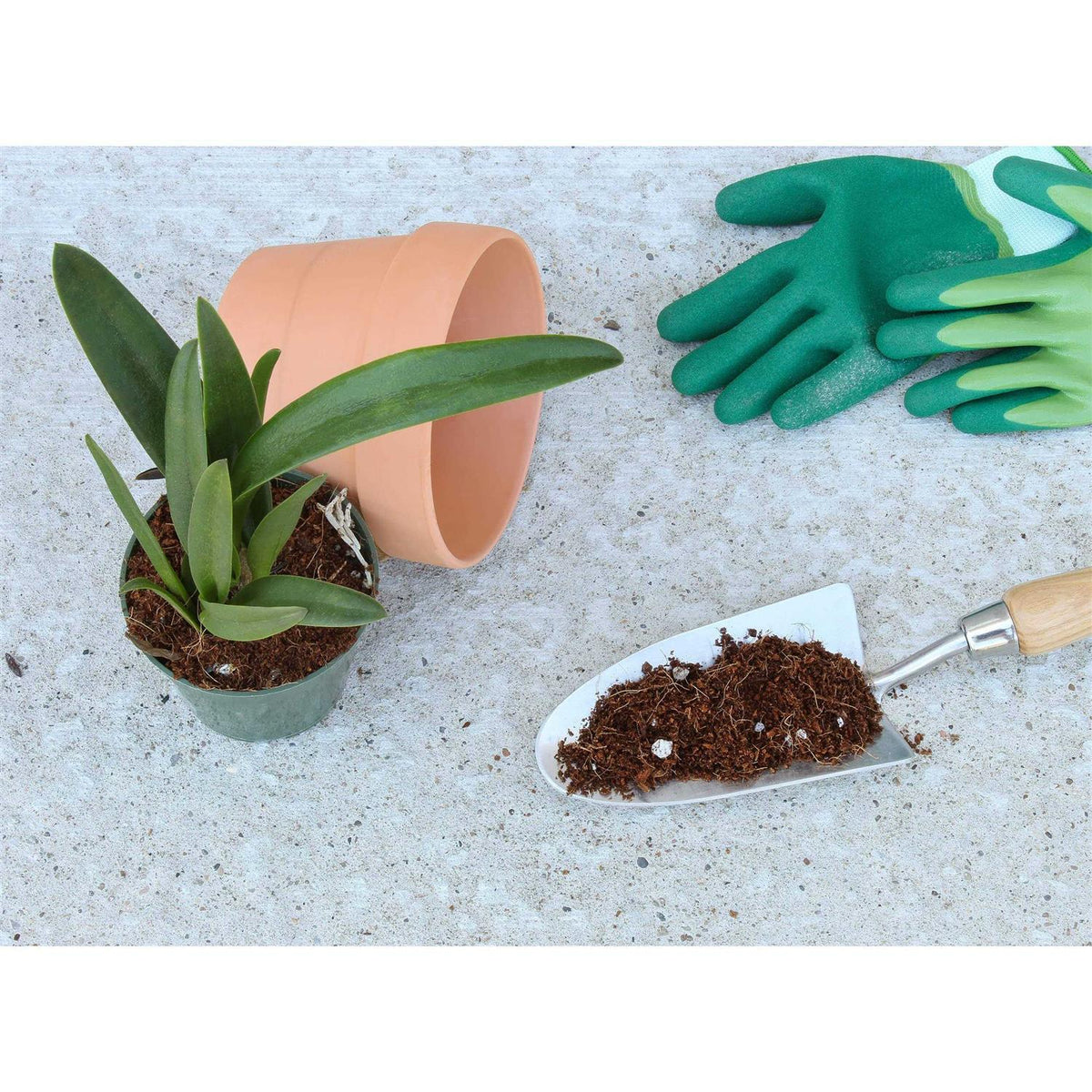 Terrarium Potting Soil Mix with Charcoal I445656