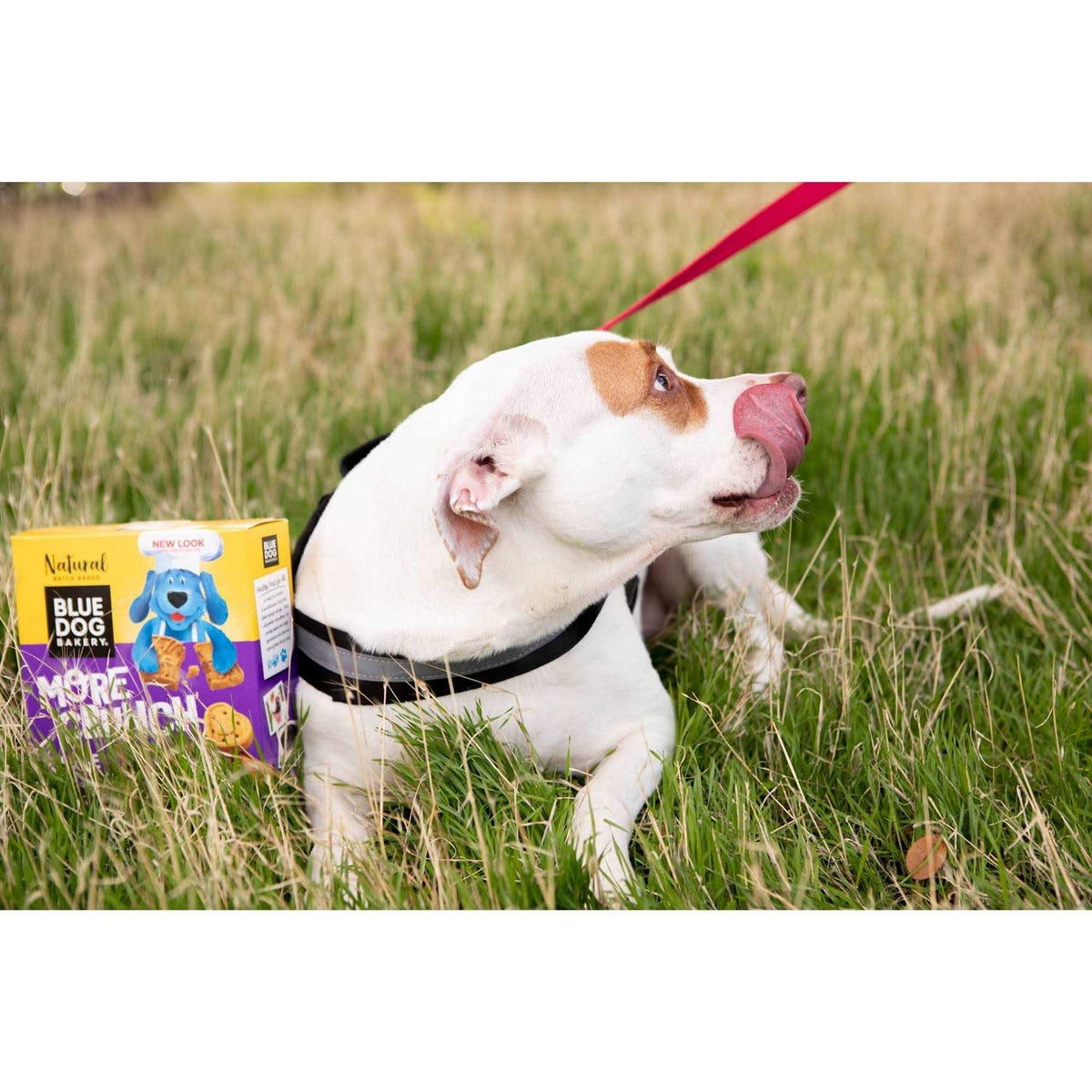 Assorted Flavors Dog Treats I359762