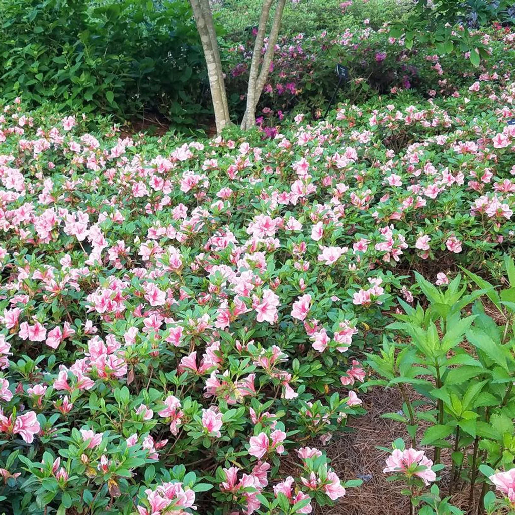 Pink and White Flowering Shrub Q528523