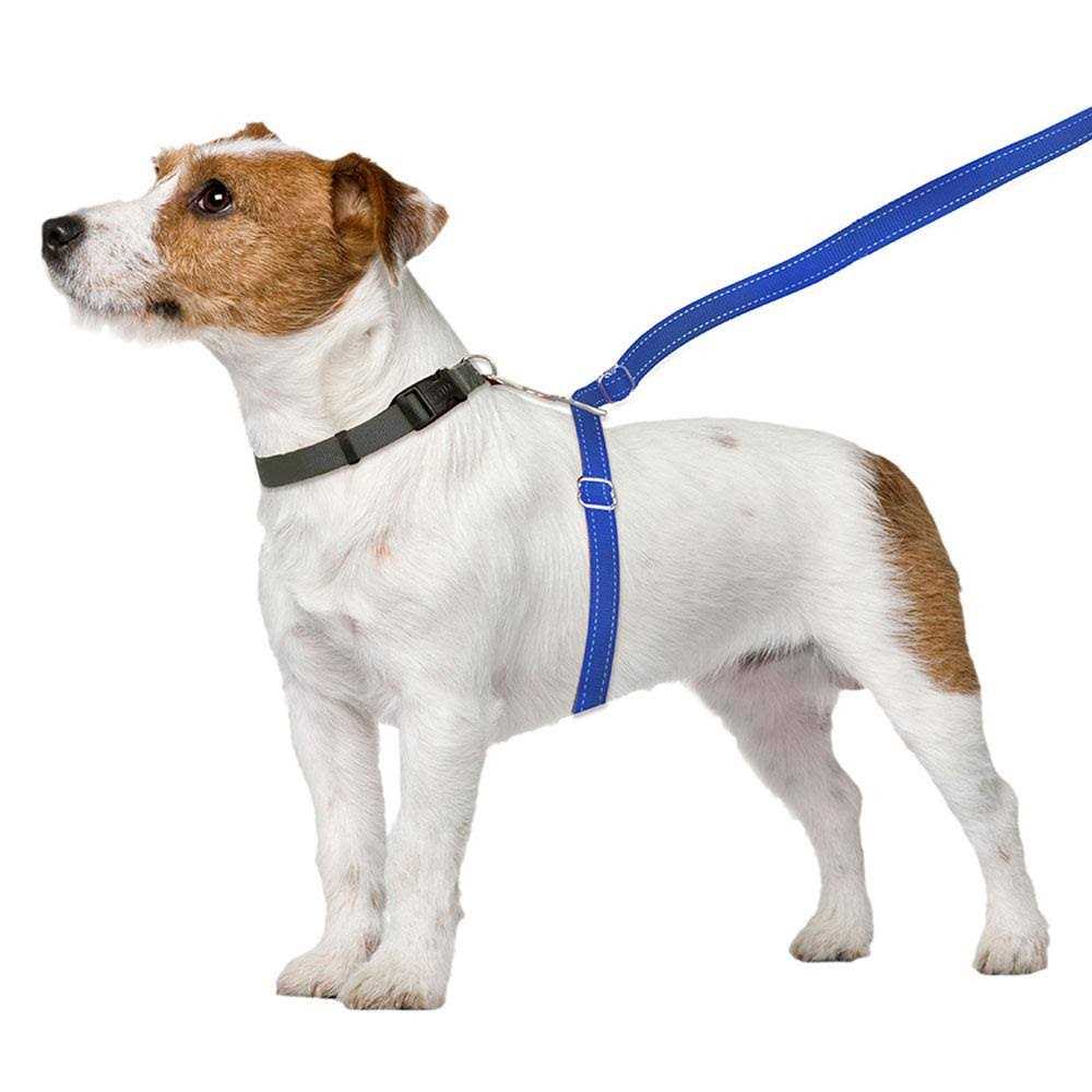 Dog Leash F47469