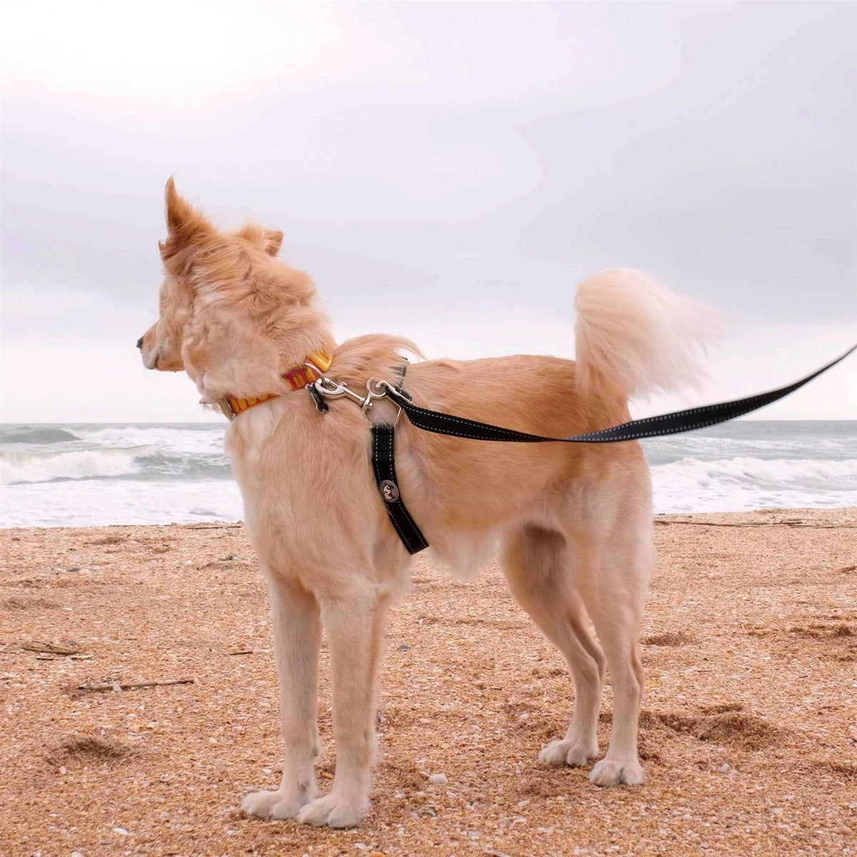 Dog Leash F47469