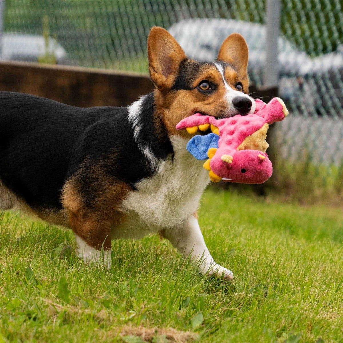Dog Toy O301660