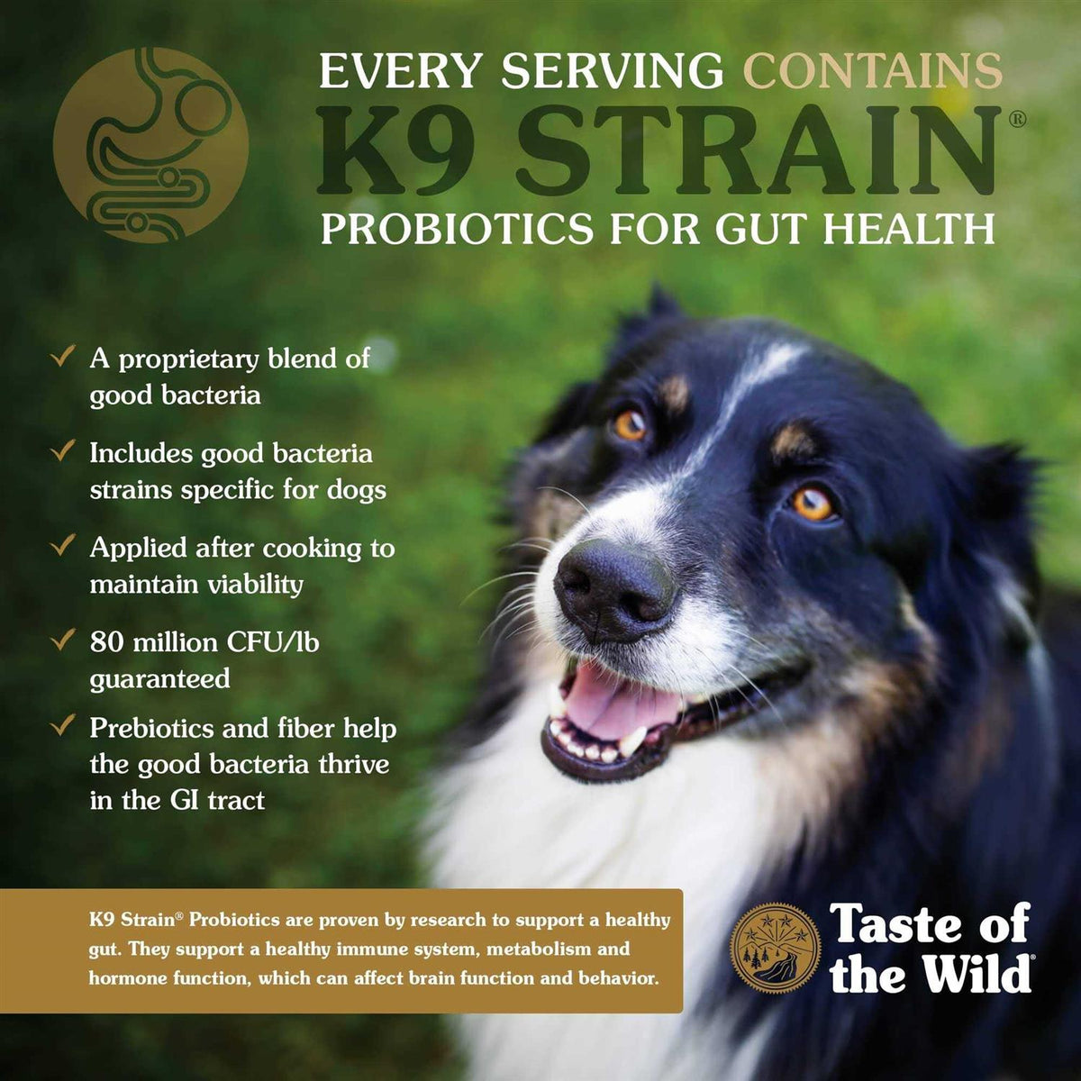Salmon Dog Food N9482