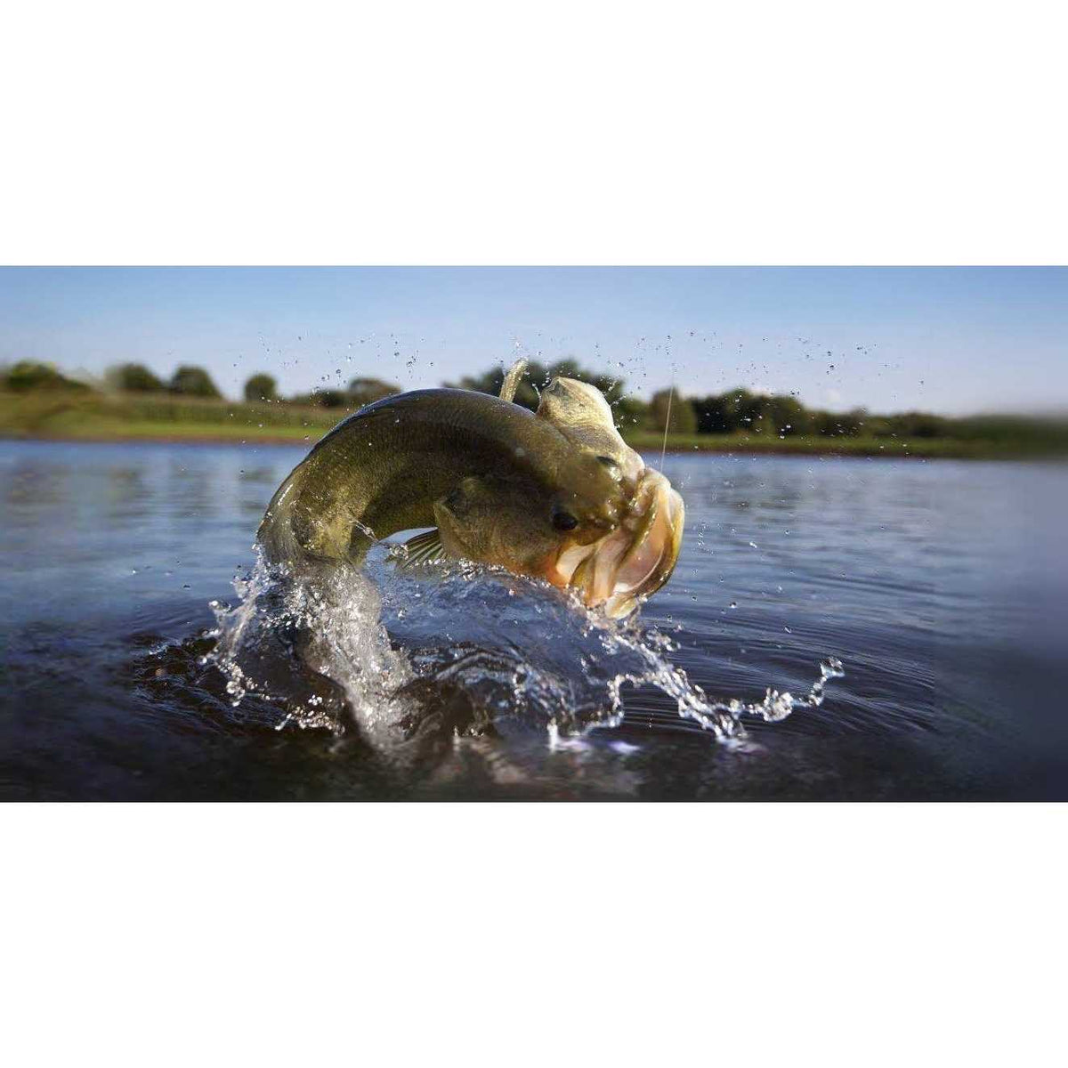 Fish Food C95684