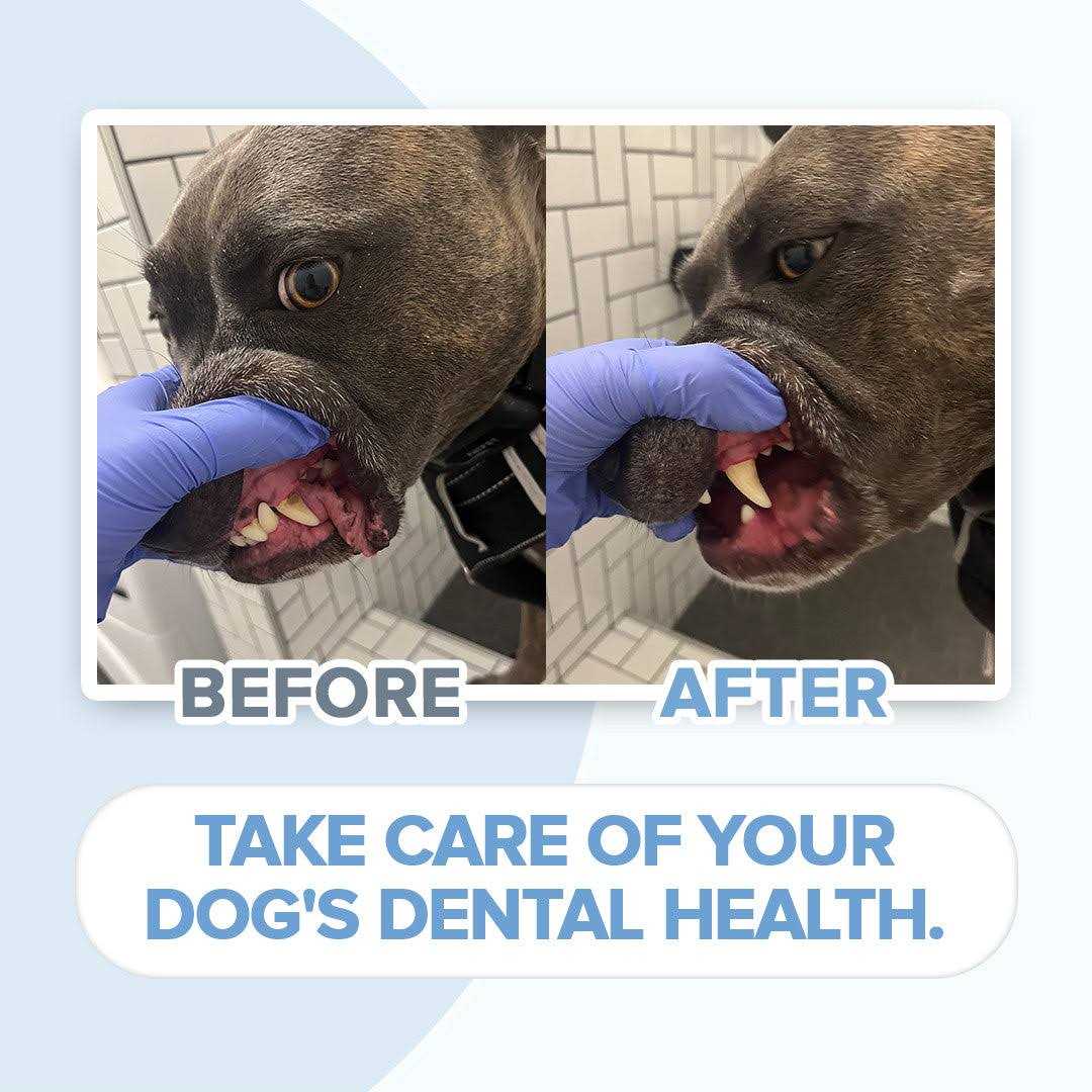 Electric Toothbrush for Dogs with Brush Heads T64988